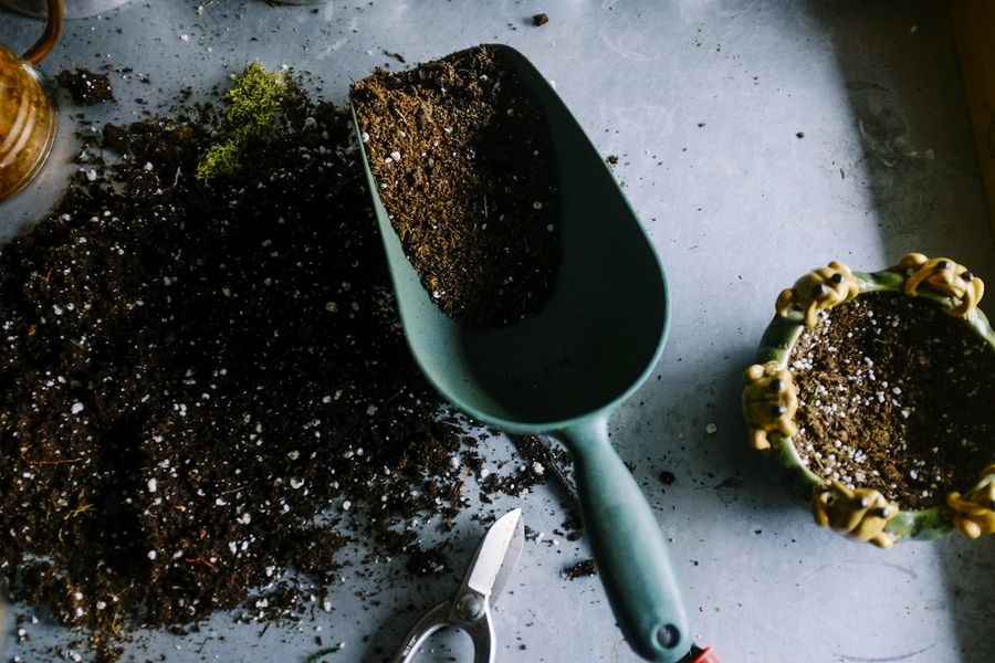 A scoop of soil and seed ready for planting